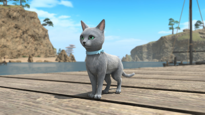 Bluecoat Cat