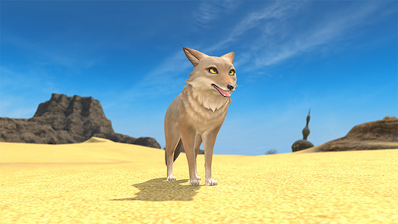 Coyote